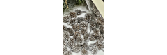 Casuarina, 100gr